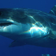 Illustration for article titled Tell us about your shark encounters!